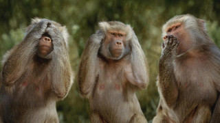 Three monkeys rock hands faces - his eye free wallpaper