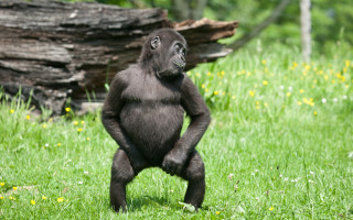 Gorilla standing hind legs field - a gorilla free wallpaper