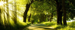 Sunny road trees grass nature - the side of the road free wallpaper for desktop