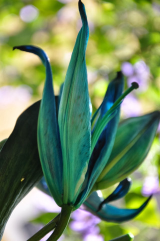 Blue flower green leaves purple - the background and a blurry background free wallpaper for mobile