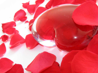 Red vase rose petals white - araceli gilbert free wallpaper