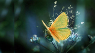 Yellow butterfly flower blurry photo - white flower and leaves free wallpaper for desktop