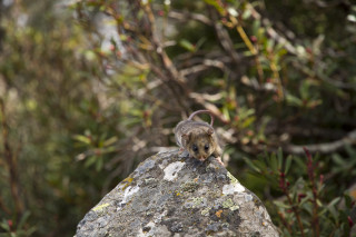 Small mouse rock woods bush - a mouse free wallpaper