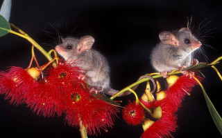 Two mice red flower leaves - an illustration free wallpaper for desktop