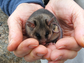 Small rodent person hands rock - a rock surface free wallpaper