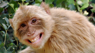 Smiling monkey bush background leaves - a big smile free wallpaper