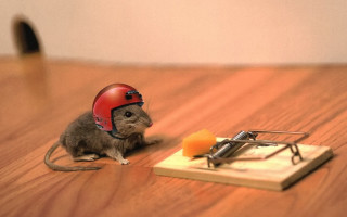 Mouse helmet mouse trap wooden - a mouse free wallpaper for desktop