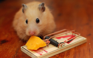 Mouse eating cheese mousetrap table - bernard accama free wallpaper