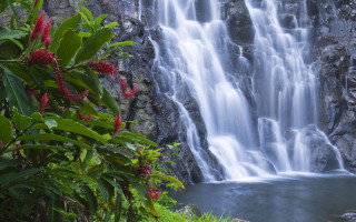 Waterfall cascading water lush green 3 - a bunch of water free wallpaper