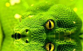 Green snake head yellow eyes - white dot free wallpaper