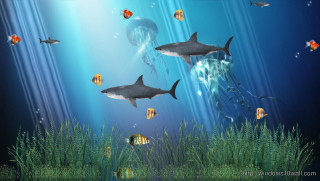 Sharks swimming blue ocean fish 3 - a blue ocean free wallpaper