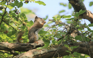 Squirrel tree branch looking sky - a squirrel free wallpaper for desktop