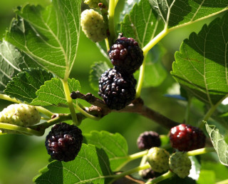 Branch berries leaves sunlight natural - the sun light free wallpaper for desktop