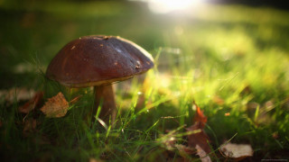 Mushroom grass sunshine leaves nature - a mushroom free wallpaper