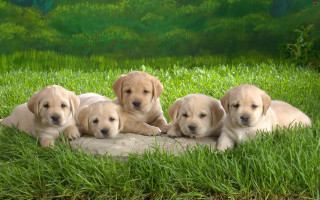 Puppies laying rock grass green 2 - anne rigney free wallpaper