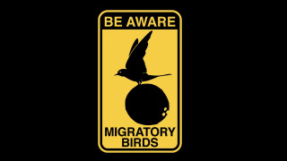 Be aware of migratory birds - side and a bird free wallpaper