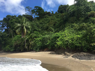Sandy beach trees blue sky - a few wave free wallpaper
