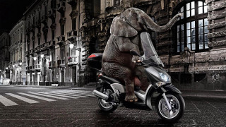 Elephant motorcycle city night street - an elephant free wallpaper