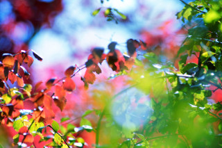 Red leaves green leaves blue - red leaf free wallpaper for desktop