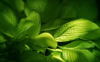 Green leafy plant macro art - a green leafy plant free wallpaper