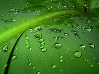 Green leaf water droplets green 2 - a few leaf free wallpaper for desktop