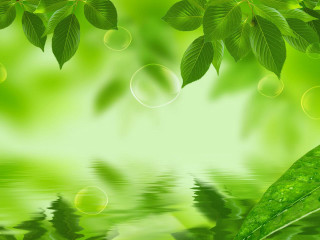 Green leaves water reflection background - art green free wallpaper for desktop