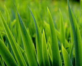 Green grass closeup macro blurry - a green grass free wallpaper