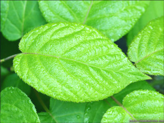 Close up green leaf water 11 - free nature wallpaper for desktop