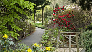 Garden path red flowers trees - free spring wallpaper