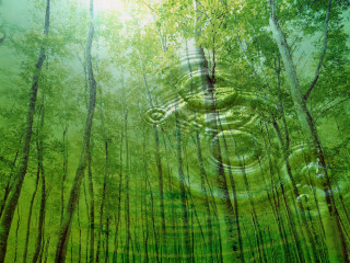 Forest tree circular object painting - a tree in the middle of it free wallpaper