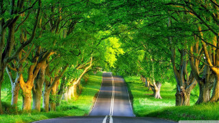 Road trees grass green sky - both side free wallpaper for desktop