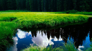 Grassy field pond trees clouds - a pond and trees free wallpaper for desktop