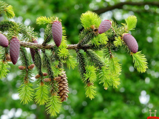 Pine branch cones blurry background 2 - branch and a blurry background free wallpaper