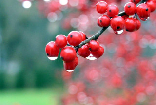 Branch red berries leaves water 2 - red berry free wallpaper