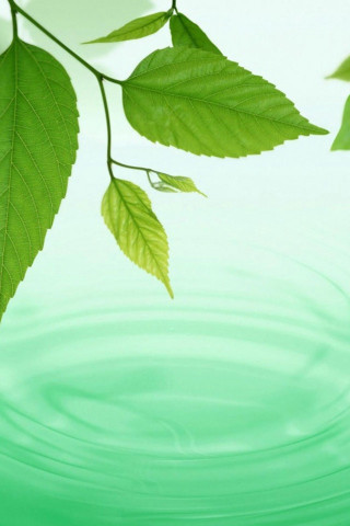 Green leaf floating lake tree - leaf free wallpaper for mobile