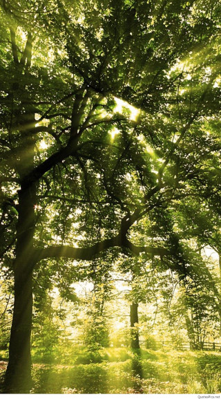 Green forest sunlight trees leaves - volumetric light free wallpaper for mobile