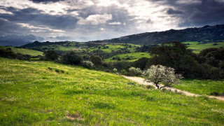 Grassy field dirt path tree - a dirt path free wallpaper