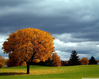 Yellow leaves tree field cloudy - david brewster free wallpaper