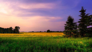 Field grass trees cloudy purple - arlington nelson lindenmuth free wallpaper