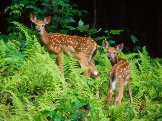Two deer lush green forest - a lush green forest next free wallpaper