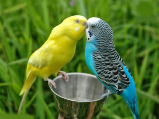 Two birds kissing metal cup - two bird free wallpaper