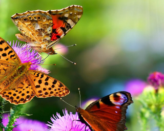 Three butterflies flower sunlight blurry - nature free wallpaper