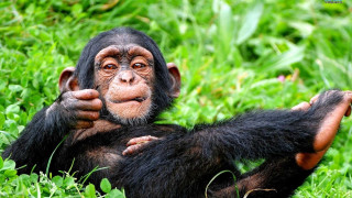 Chimpanzee sitting grass hands face - its hand free wallpaper