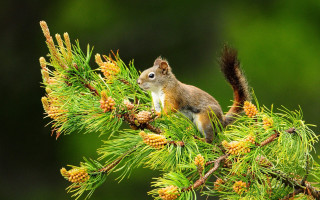 Squirrel pine tree branch cones - a squirrel free wallpaper for desktop