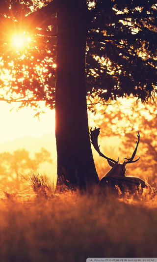 Deer sitting under tree sunlight - the tree free wallpaper