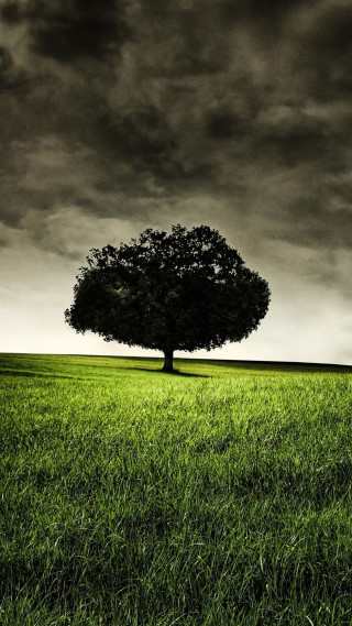 Lone tree field cloudy sky 18 - a dark sky in the background free wallpaper for mobile