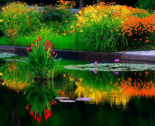 Pond lily pads autumn flowers - the background and a bench in the foreground free wallpaper