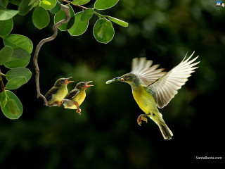 Birds branch leaves illustration photograph - chen rong free wallpaper