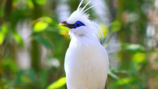 White bird blue eyes branch - esao free wallpaper for desktop
