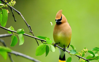 Bird branch leaves beak puzzle - beak free wallpaper